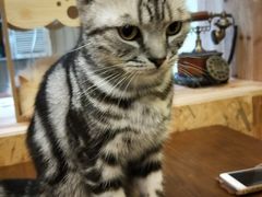 -猫色咖啡·猫咖