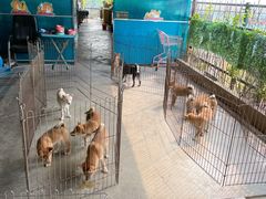 -柴犬高等学院·狗咖·柴犬售卖·宠物训练