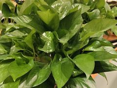 -胖老汉新疆特色椒麻鸡(南门店)