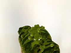 抹茶咩咩-奈雪的茶(湖滨银泰in77C区PRO店)