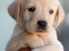 -趣玩宠物乐园寄养训犬训狗游泳池