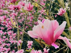 -九皇山景区