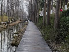 -合肥滨湖国家森林公园