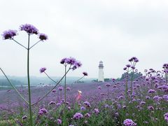 -紫颐香薰山谷景区