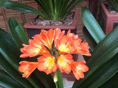 -秦美花卉(天朗·莱茵小城2期店)