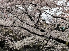-武汉大学-樱园
