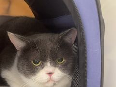 -瑞鹏宠物医院·骨科·猫科·内科(第一中心)