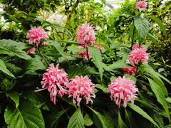 -中国科学院华南植物园