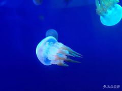 -临沂极地海洋王国
