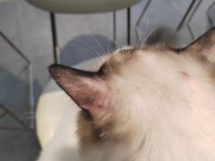 -飞行喵MR PILOT|猫舍·猫咖(静安大融城店)