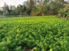 -桤木河湿地公园