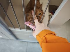 -唐小姐の私宠·宠物洗护美容·撸猫馆·购宠(周浦万达旗舰店)