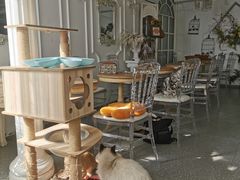 -共舞时光猫咖·狗咖(新街口店)