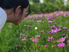 -春花秋色城市公园
