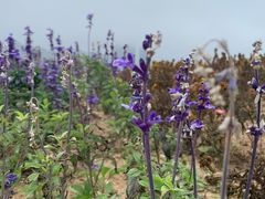 -味莊·青岛菜(云霄路店)