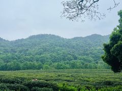 -中国茶叶博物馆(双峰馆区)