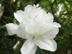 -番禺大夫山森林公园