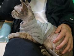 -李小姐の猫咖啡馆(五角场店)
