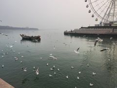 -琴岛之星摩天轮