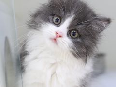 -lincat·猫舍(广州店)