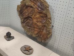 -辽宁古生物博物馆