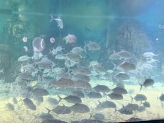 -烟台海昌鲸鲨海洋公园