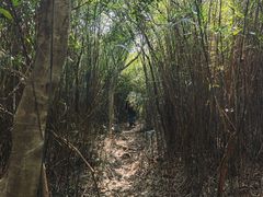 -东莞市大岭山森林公园