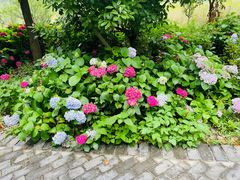 -溱湖国家湿地公园