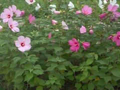 -奥美花店(天津市住房公积金管理中心河东管理部店)