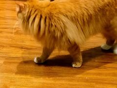 -绒爪撸猫下午茶·猫咖
