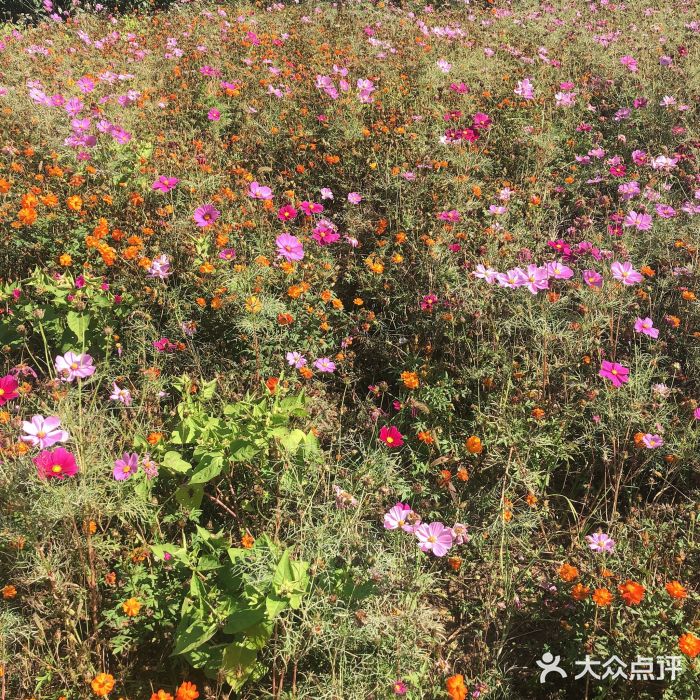 南京中山植物園-圖片-南京景點/周邊遊-大眾點評網