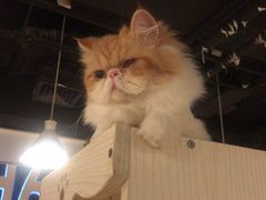 -Cappucimeow猫咪咖啡馆(韦伯时代店)