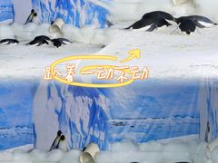 -海合安武汉极地海洋公园