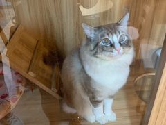 -白兔子密室(长寿路店)