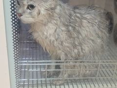 -瑞鹏宠物医院·夜间急症·心超·猫科(祖庙分店)