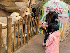 -杭州开元森泊度假乐园