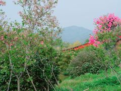 -天适樱花悠乐园