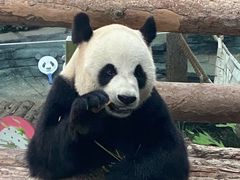 -大连森林动物园