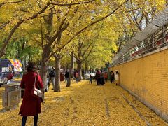 -三里屯东五街银杏大道
