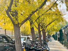 -三里屯东五街银杏大道