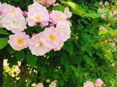 -保定东湖公园(莲池区)