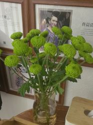 -薇薇安花系SPA