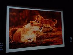 -罗红摄影艺术馆