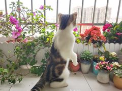 -lincat·猫舍(广州店)