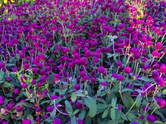 -长春公园(普阳街道)