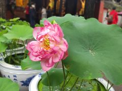 -成都市文殊院