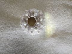-青岛贝壳博物馆