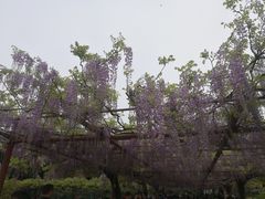 -嘉定紫藤园