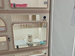 -翊宠yipet猫狗购宠庄园犬舍•猫舍