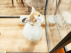 -袖虎·猫馆(体育西路店)